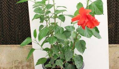 Hibiscus rosa-sinensis 60-80cm