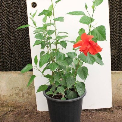 Hibiscus rosa-sinensis 60-80cm