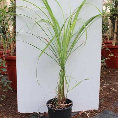 Cymbopogon citratus (Lemon Grass) 40-50cm Ht