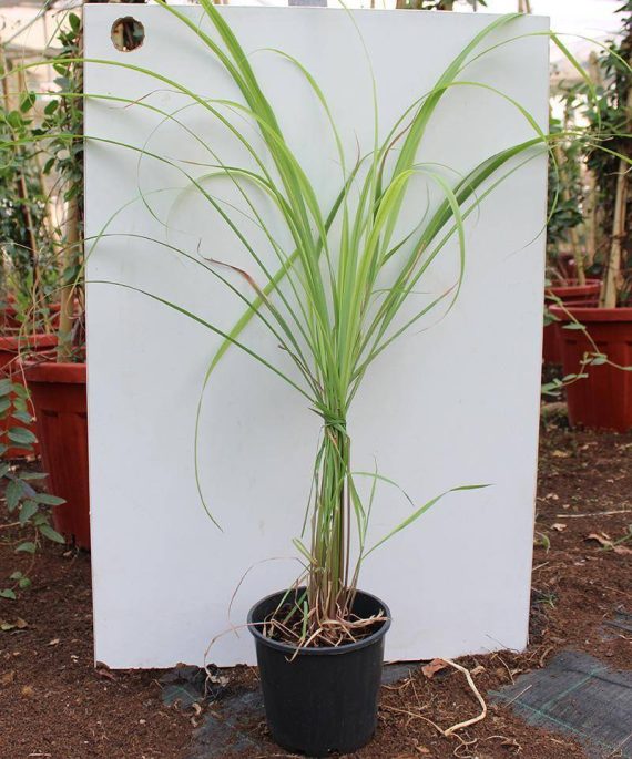 Cymbopogon citratus (Lemon Grass) 40-50cm Ht