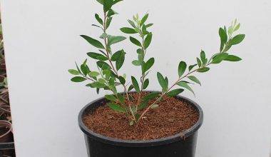 Myrtus communis 40-50cm