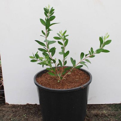 Myrtus communis 40-50cm