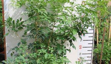 Murraya paniculata 40-50cm