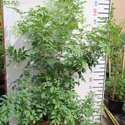Murraya paniculata 40-50cm