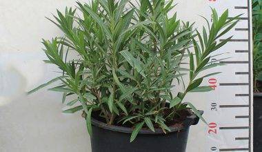 Nerium oleander