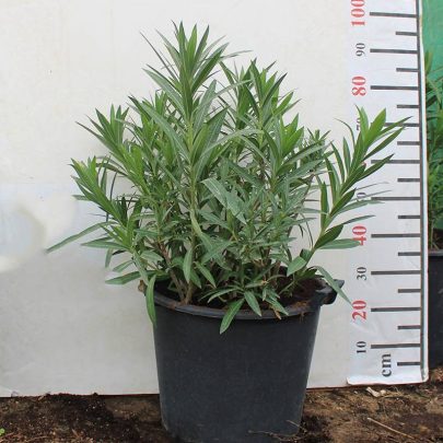 Nerium oleander
