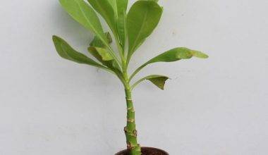 Scaevola Frutescens 15-20cm Ht