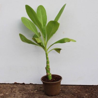 Scaevola Frutescens 15-20cm Ht