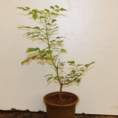 Tecomaria capensis "yellow" 20-25cm Ht