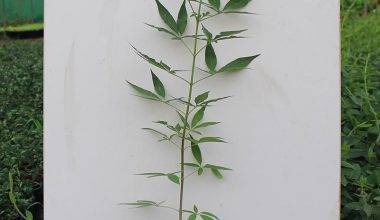 Vitex agnus castus 15-20cm