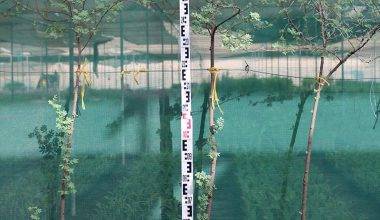 Acacia arabica (1.5-2.0m O.A.Ht,)