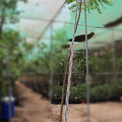 Azadirachta indica " Neem " 4.0-4.5m Ht, 2 m CT, 6-7cm Dia