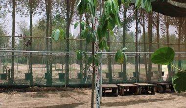 Alstonia scholaris (1.8-2.0 m O.A Ht)