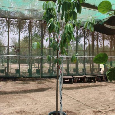 Alstonia scholaris (1.8-2.0 m O.A Ht)