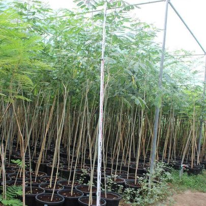 Albizia lebbeck 3-3.5m Ht, 2 m C.S, 40-50mm¸