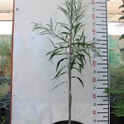 adenium multiple Branch,heith 1.5,
dia,2.5 - 3.5 inch,
price is 3200,Qr