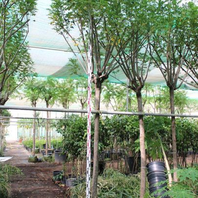 Cassia glauca 3-3.5m Ht, 2.0m CS, 70-80mm