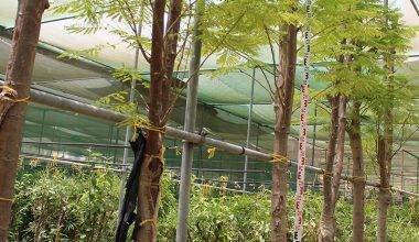 Delonix regia 5" 5.0m Ht, 2.5m CT