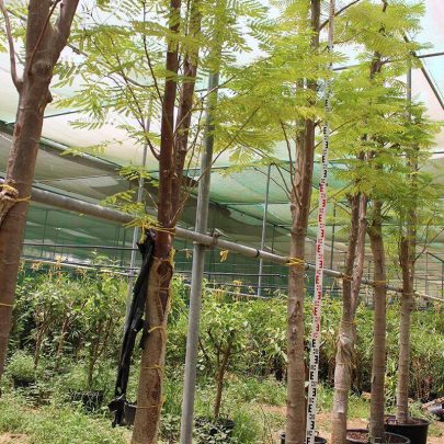 Delonix regia 5" 5.0m Ht, 2.5m CT