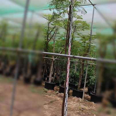 Delonix regia 3-3.5m O.A Ht,35-40mm dia