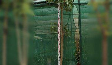 Ficus religiosa 3-3.5m O.A Ht, 100-120mm