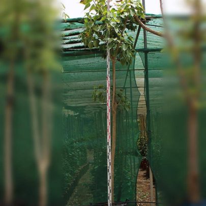 Ficus religiosa 3-3.5m O.A Ht, 100-120mm