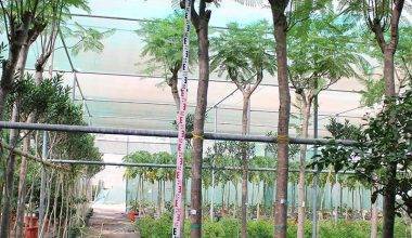 Jacaranda mimsifolia 4-4.5m O.A Ht, 50-60mm