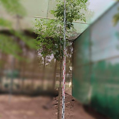 Millingtonia hortensis 3m O.A Ht, 40-50mm