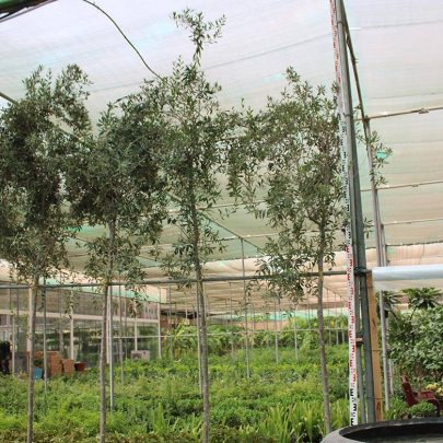 Olea europaea 3.5m Ht, 2.5m C.S, 60-80mm