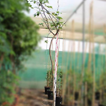 Pongamia glabra 3.0-3.5m Ht,1.0m CS,3-4cm Dia