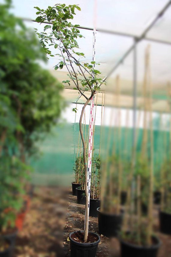Pongamia glabra 3.0-3.5m Ht,1.0m CS,3-4cm Dia