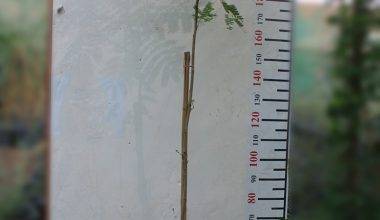 Peltophorum inerme 1.8-2m