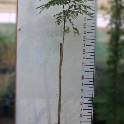 Peltophorum inerme 1.8-2m