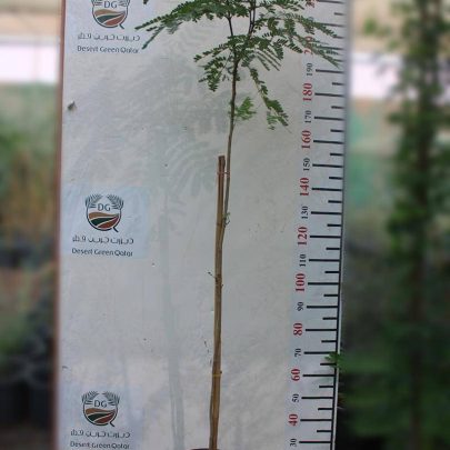 Delonix regia