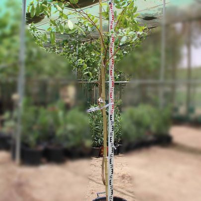 Terminalia arjuna 2.5-3m