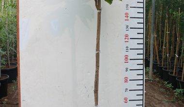 Terminalia catappa 1.5-2m Height, 20-25mm,dia)