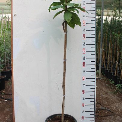 Terminalia catappa 1.5-2m Height, 20-25mm,dia)