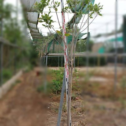 Tabebuia rosea 2-2.5m Ht, 7-8cm Girth