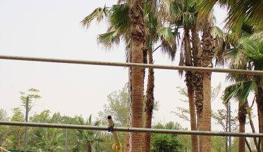 Washingtonia robusta 5-5.5m CT