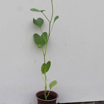 Ipomoea Pes caprae