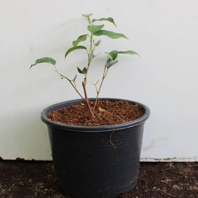Ficus benjamina " Dwarf " 30-40cm