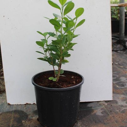Ficus diversifolia 40-50cm