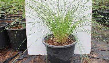 Pennisetum setaceum 30-40cm