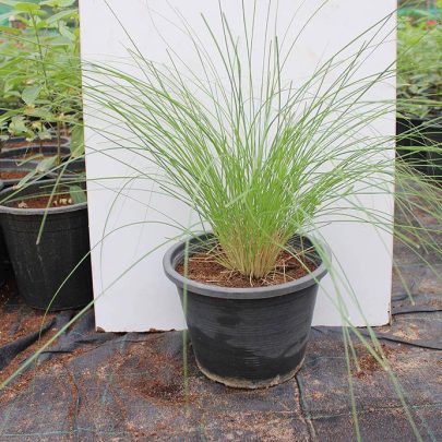 Pennisetum setaceum 30-40cm