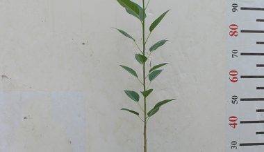 Ficus Altissima 1.2-1.5M