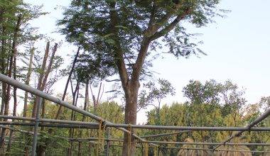 Delonix regia(6.0m Ht, 2.5m CS,8")