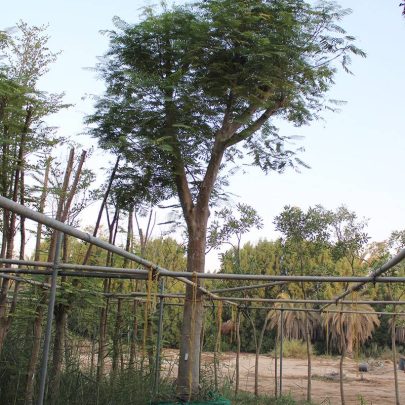 Delonix regia(6.0m Ht, 2.5m CS,8")