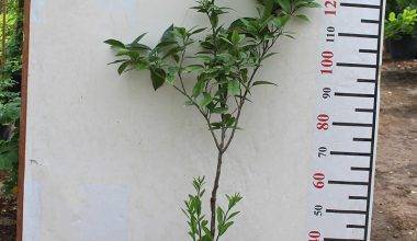 Citrus Orange (Turkey) 1.8-2M