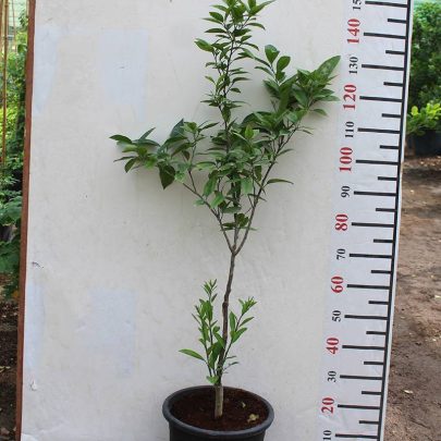 Citrus Orange (Turkey) 1.8-2M
