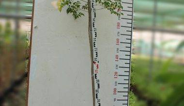 Millingtonia hortensis